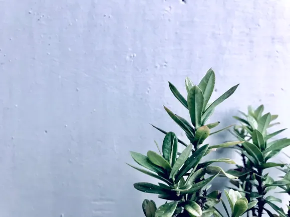 هيبوزينو كازينو الدعم